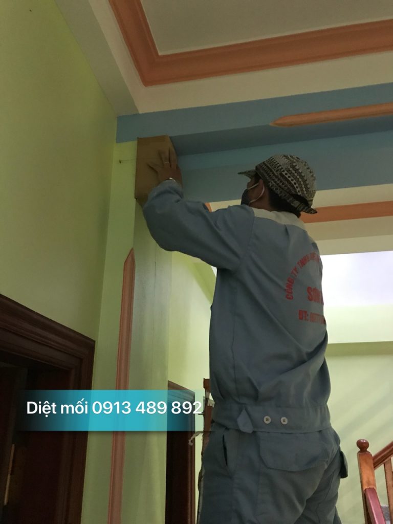 Diệt mối tận gốc tại Nam Từ Liêm- Dịch vụ Sơn Hà